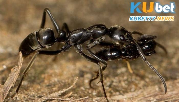 Mộng thấy kiến khổng lồ